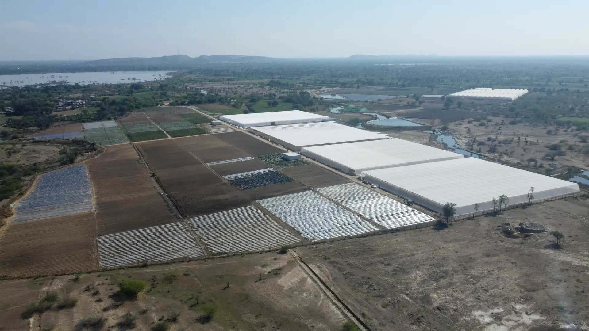 Polyhouses among open farmland, aerial view